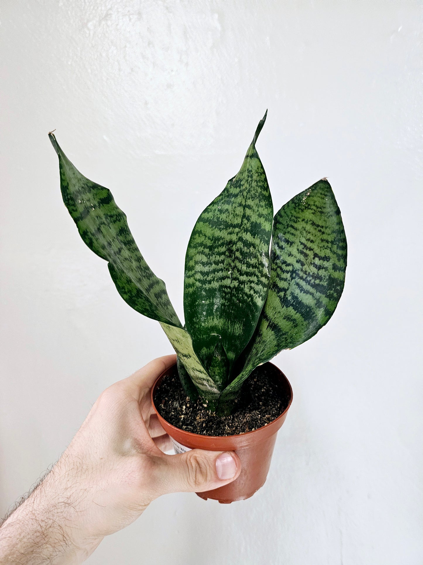 Sansevieria Wintergreen 4"