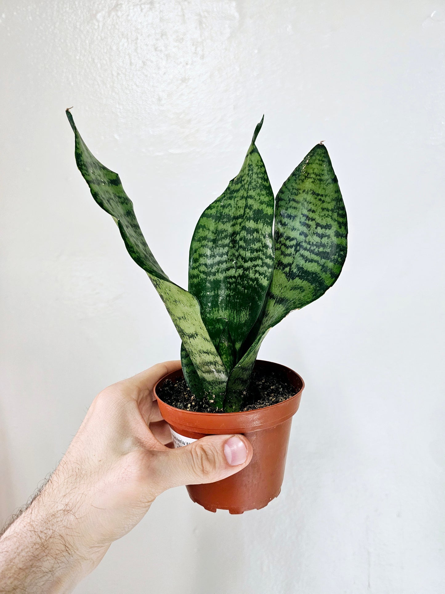 Sansevieria Wintergreen 4"