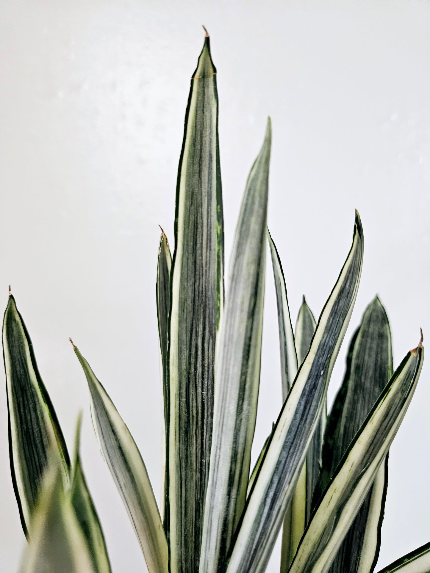 Sansevieria Bantel's Sensation 6"