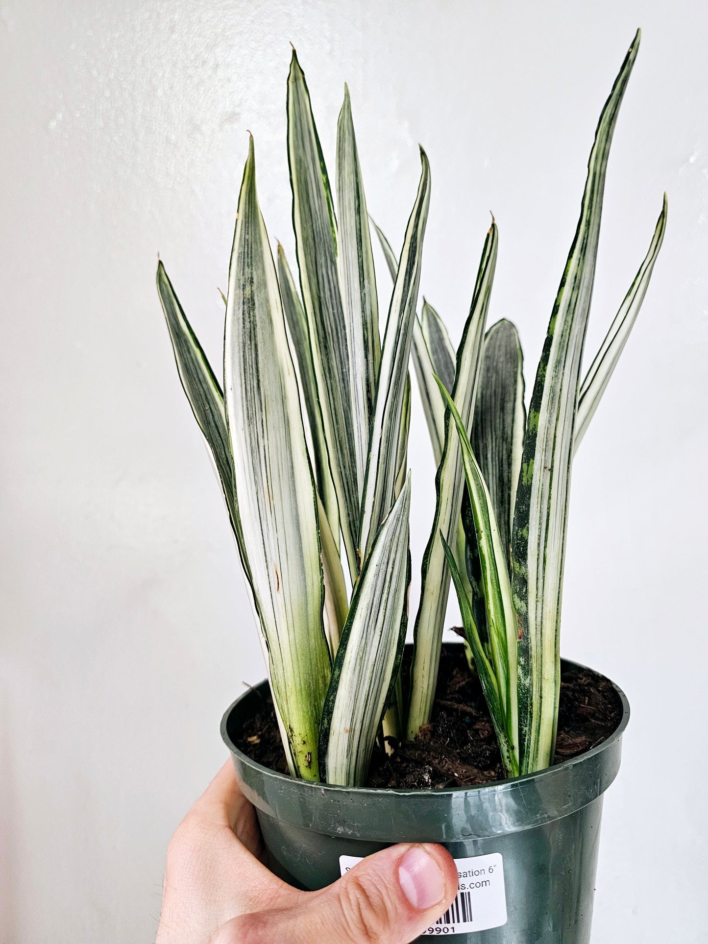 Sansevieria Bantel's Sensation 6"