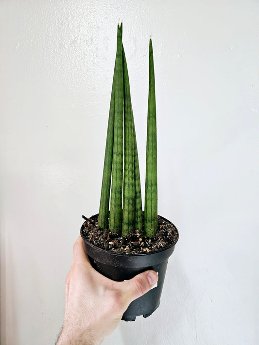 Sansevieria Cylindrica 6"