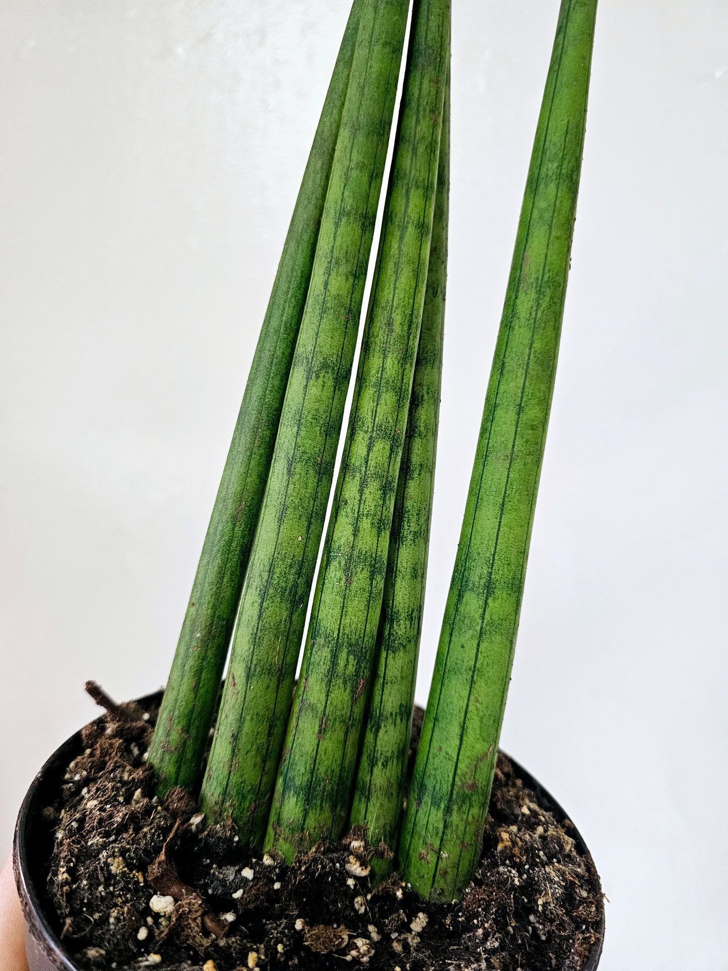 Sansevieria Cylindrica 6"