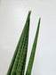 Sansevieria Cylindrica 6"