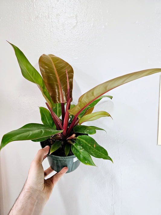 Philodendron Prince of Orange 6"