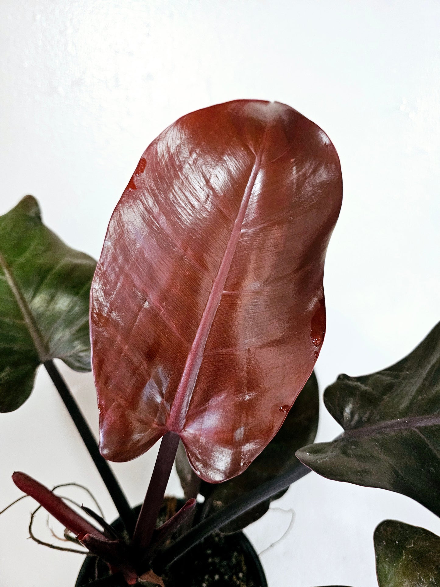 Philodendron Imperial Red 6"