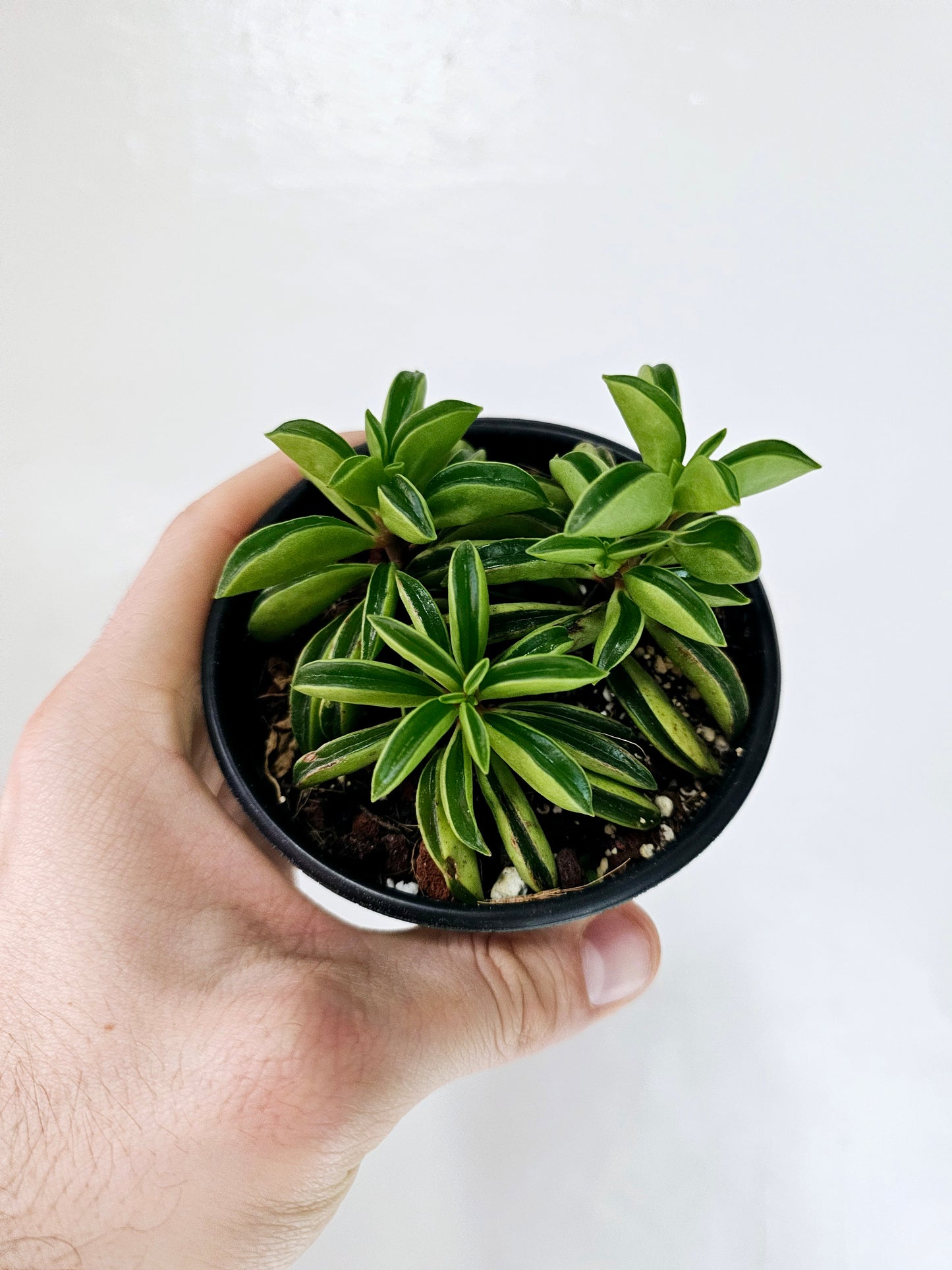 Peperomia Dolabriformis Taco Plant 4"