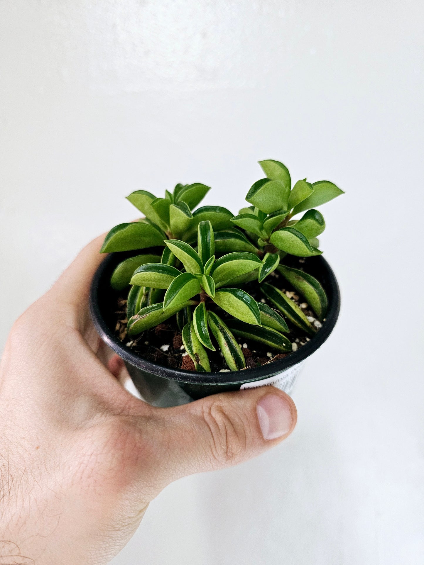 Peperomia Dolabriformis Taco Plant 4"