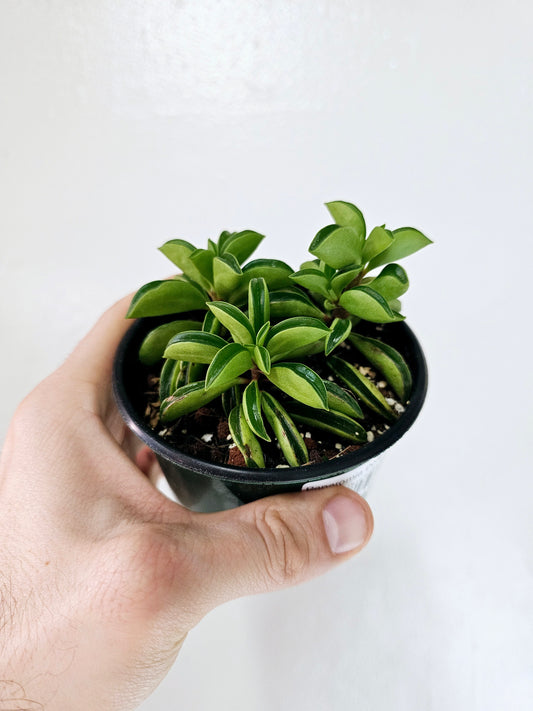 Peperomia Dolabriformis Taco Plant 4"