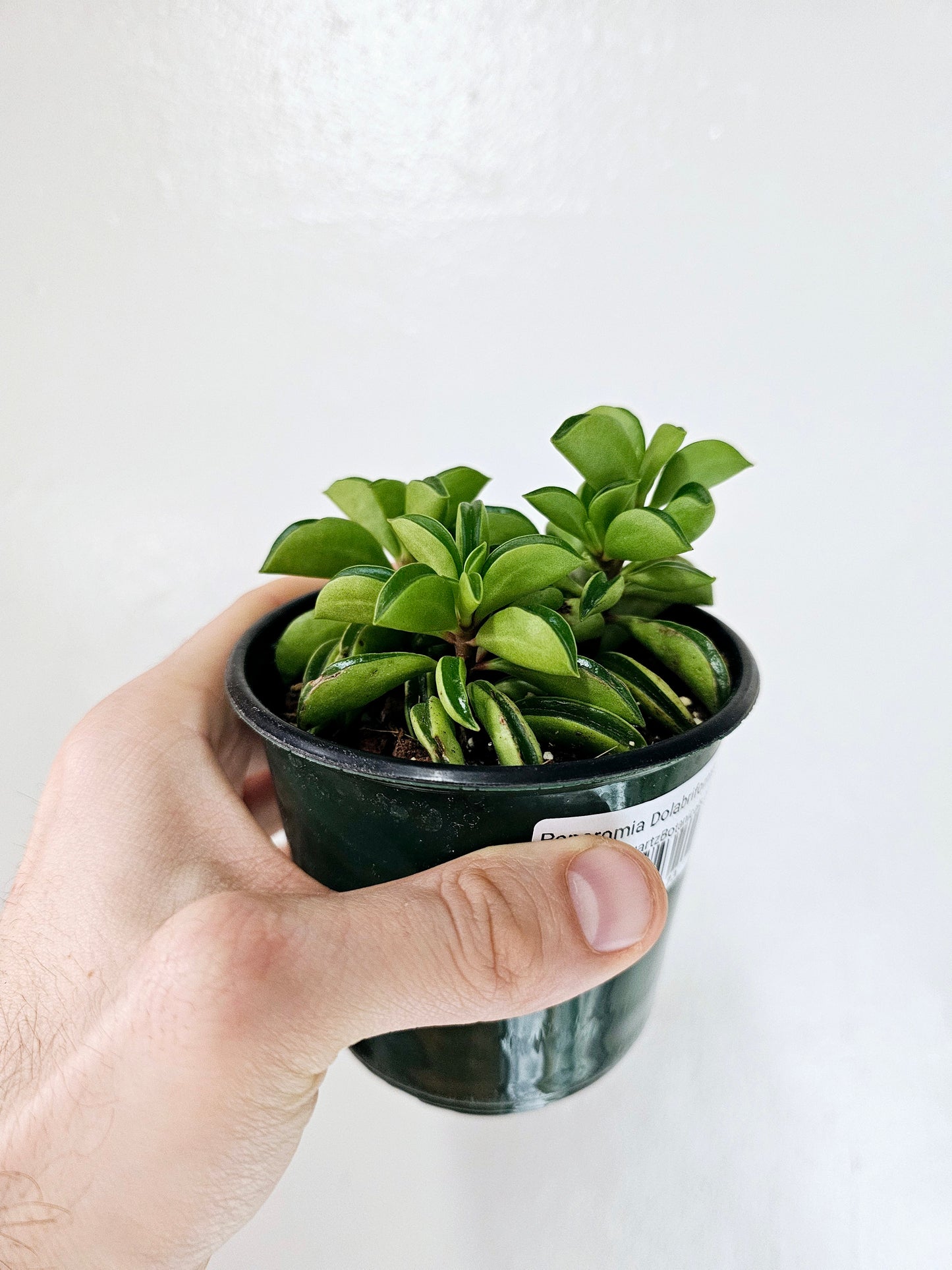 Peperomia Dolabriformis Taco Plant 4"