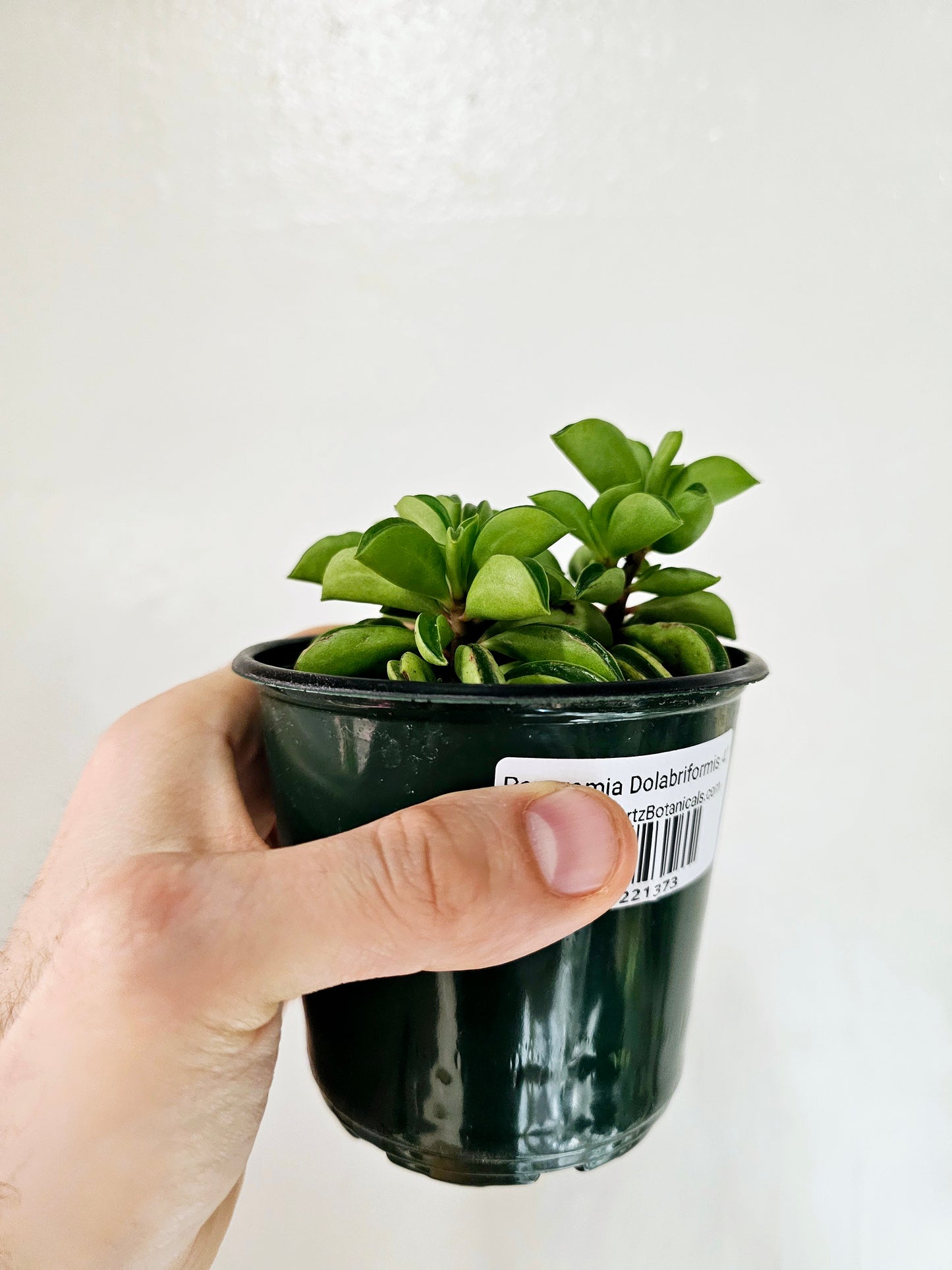 Peperomia Dolabriformis Taco Plant 4"