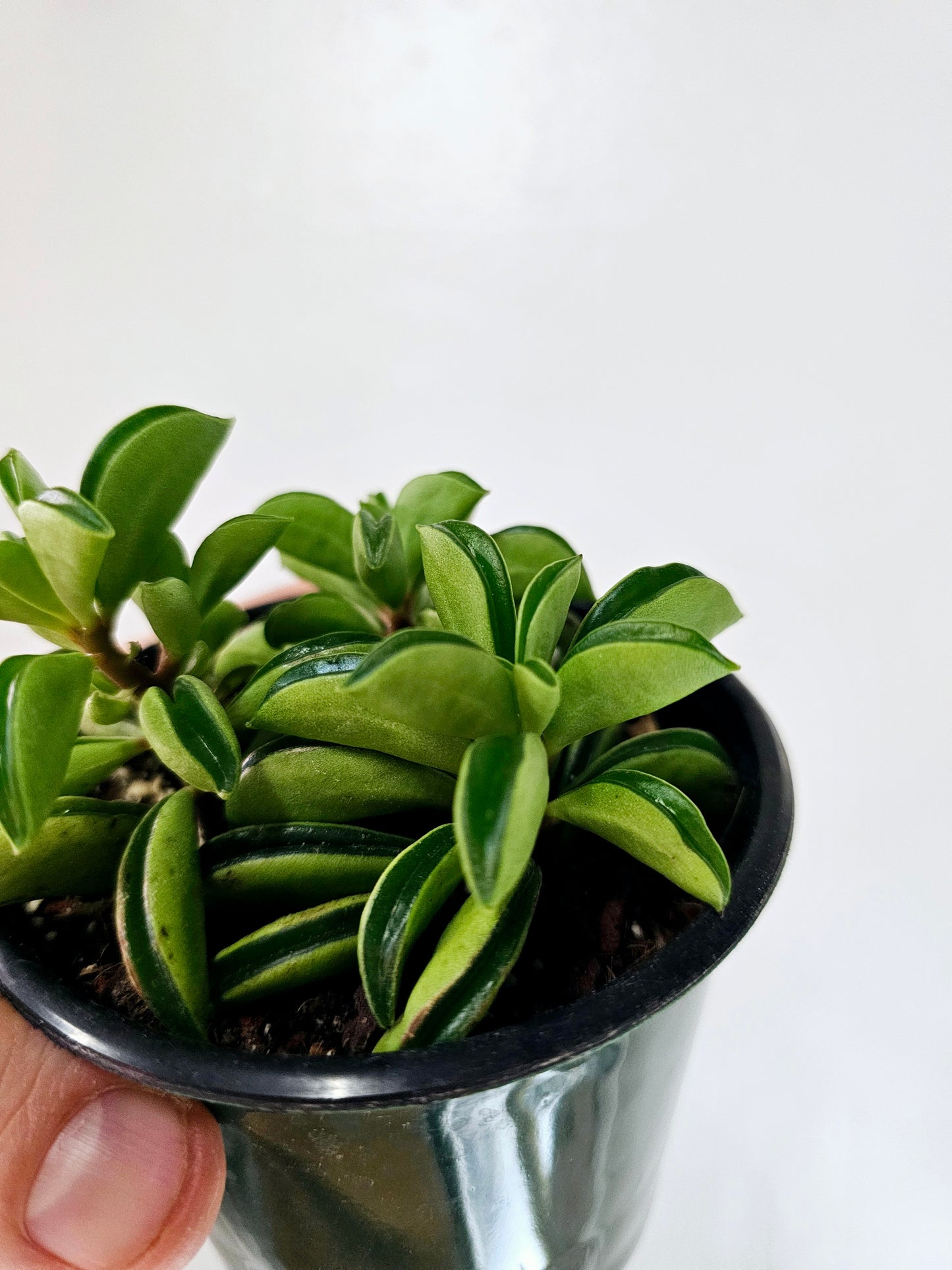 Peperomia Dolabriformis Taco Plant 4"