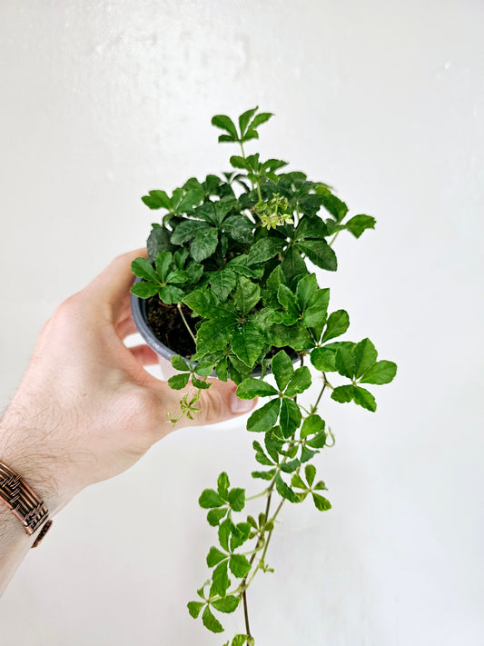 Clematicissus Striata 4"