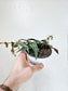 Cissus amazonica "Jungle Vine" 4"