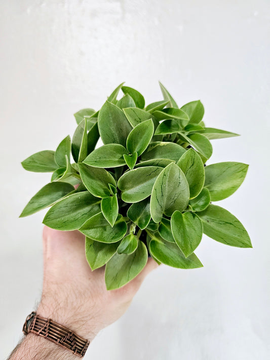 Peperomia orba 'Pixie Lime' 4"