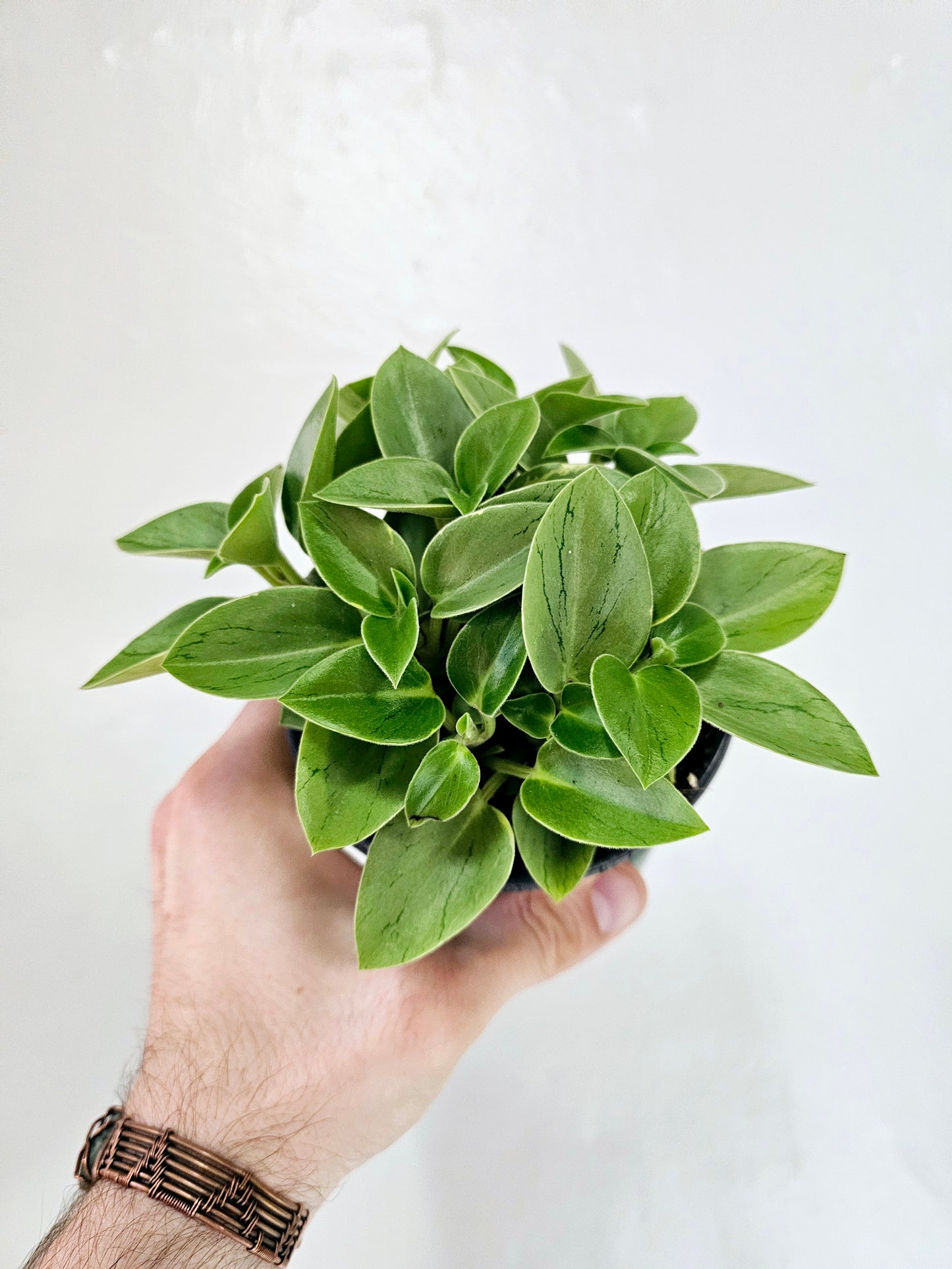 Peperomia orba 'Pixie Lime' 4"