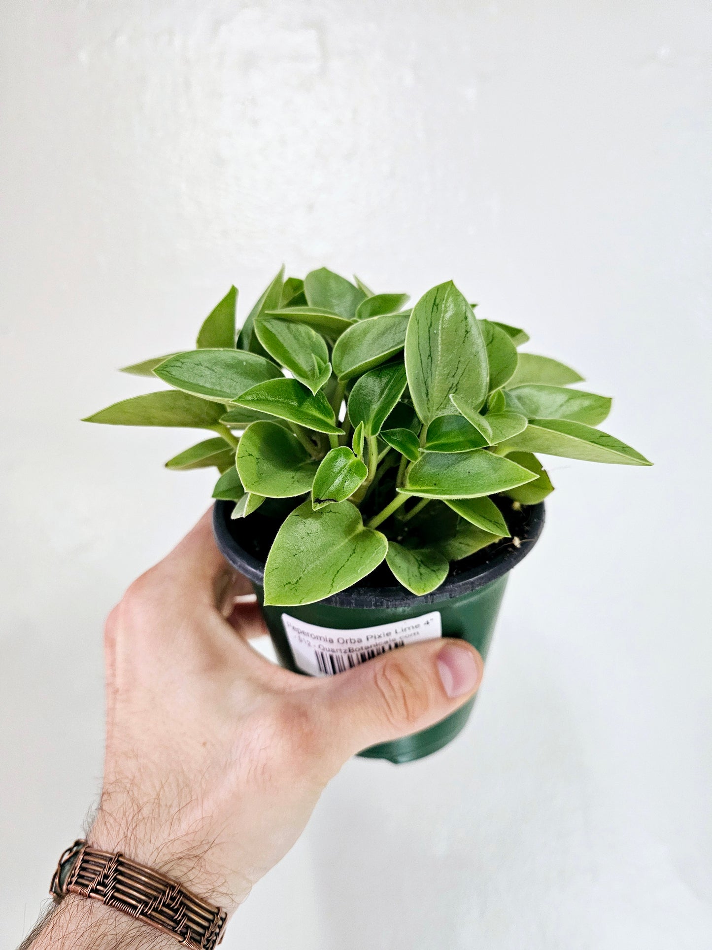 Peperomia orba 'Pixie Lime' 4"