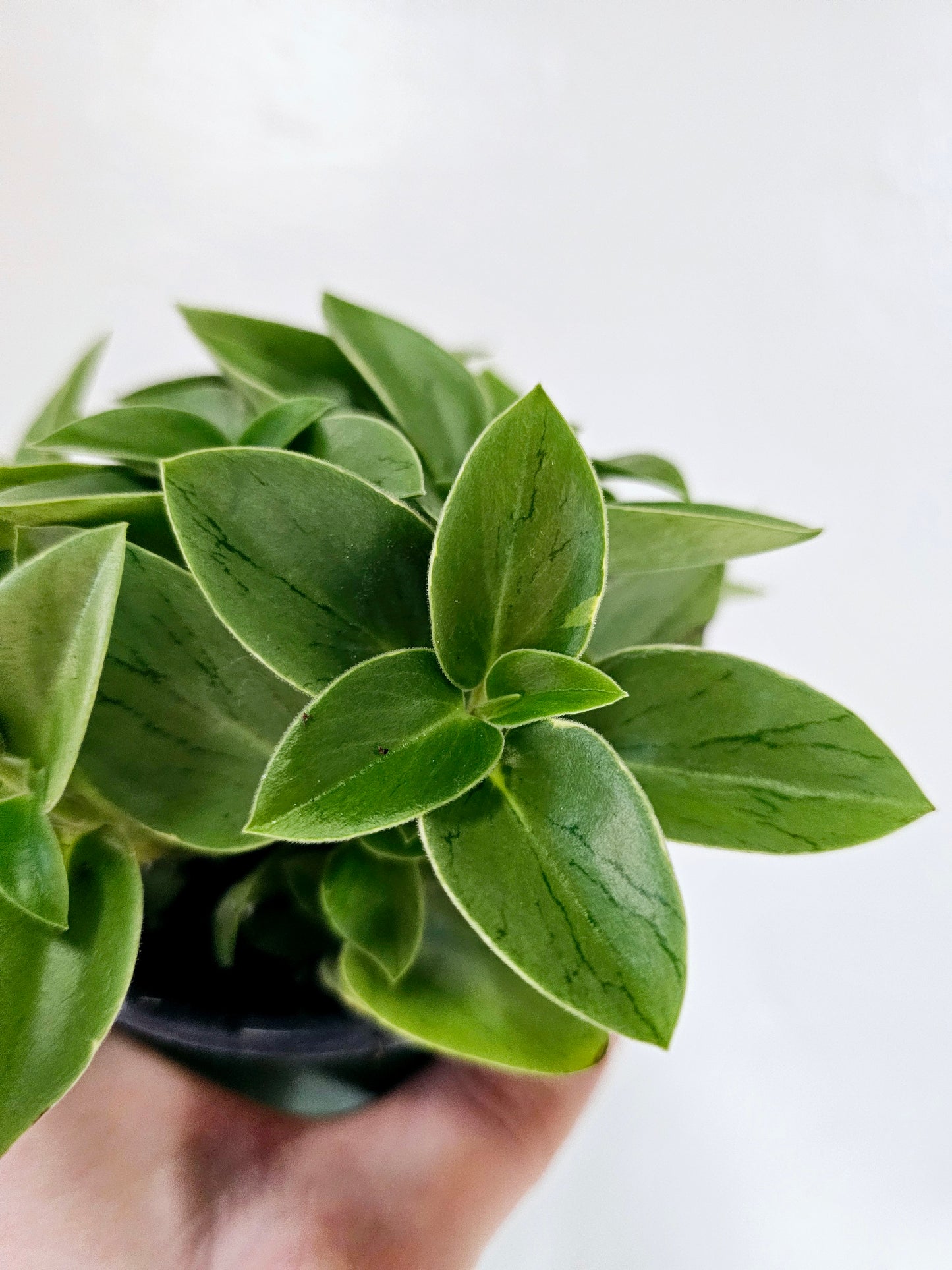 Peperomia orba 'Pixie Lime' 4"