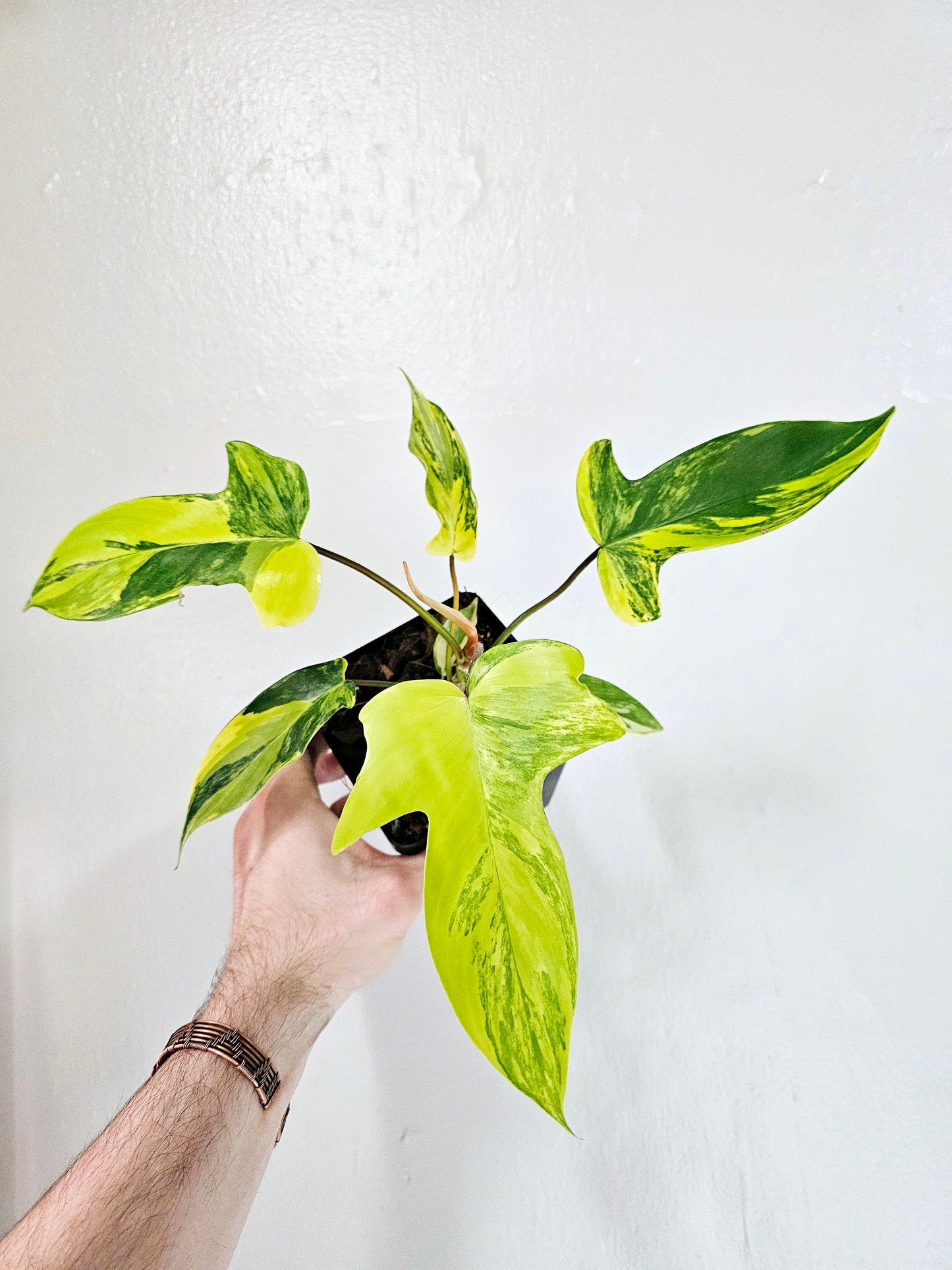 Philodendron Florida Beauty 5"