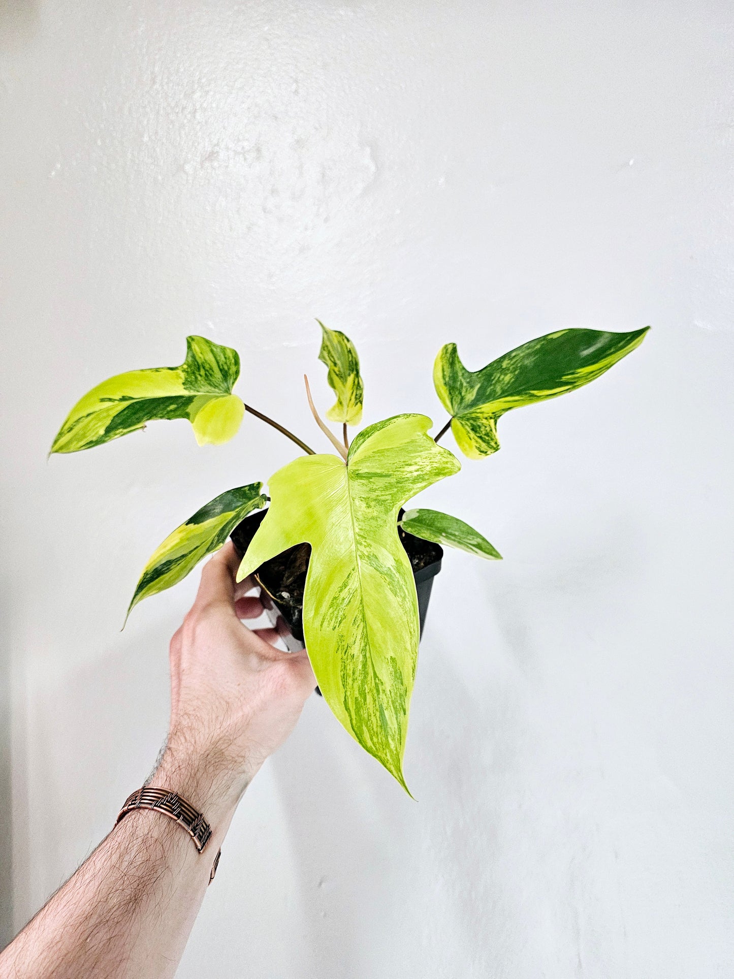 Philodendron Florida Beauty 5"