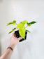 Philodendron Florida Beauty 5"