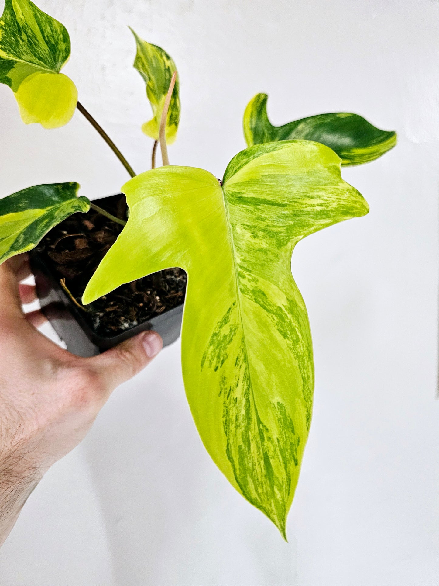 Philodendron Florida Beauty 5"