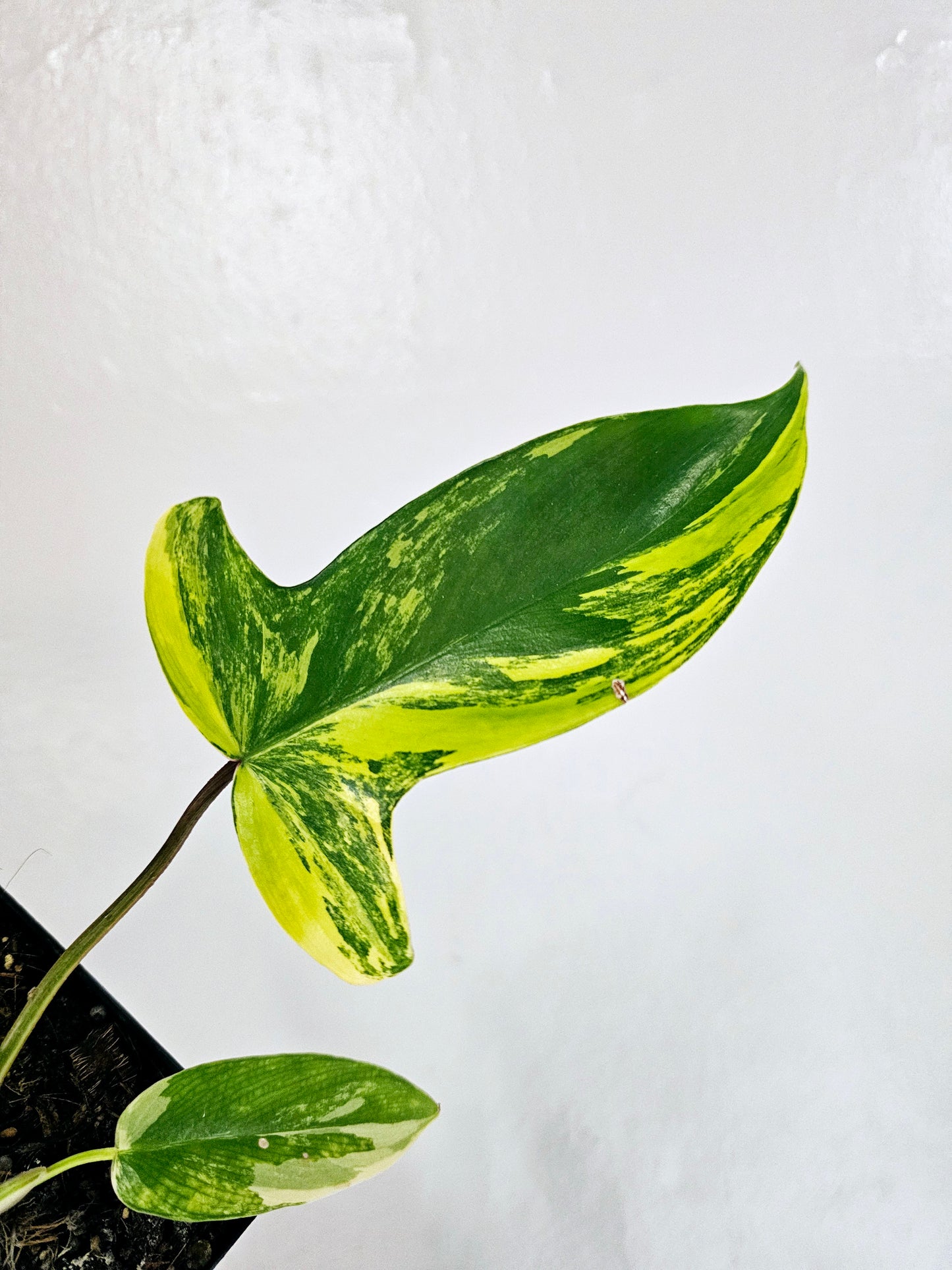 Philodendron Florida Beauty 5"