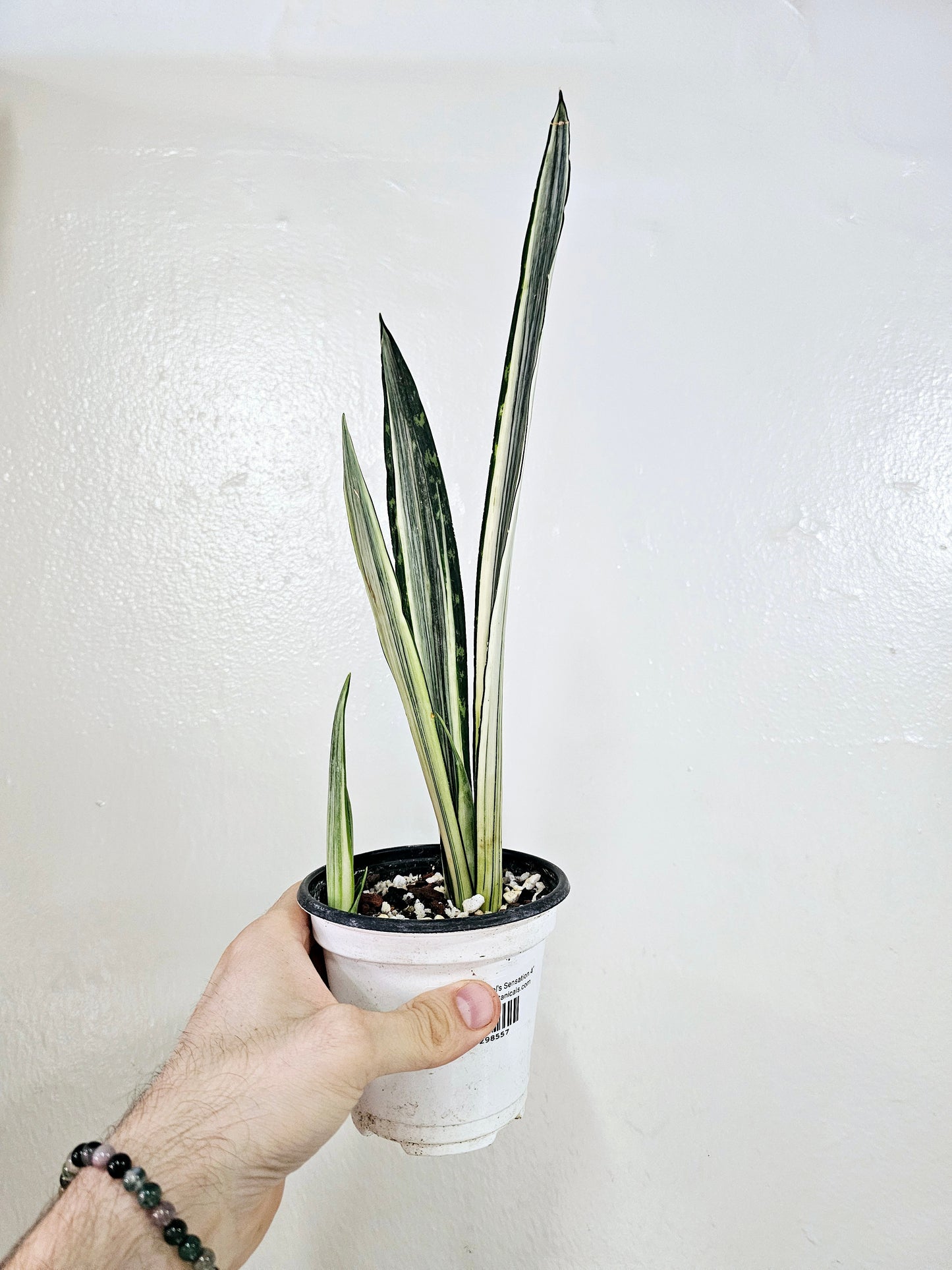 Sansevieria Bantel's Senstation 4"