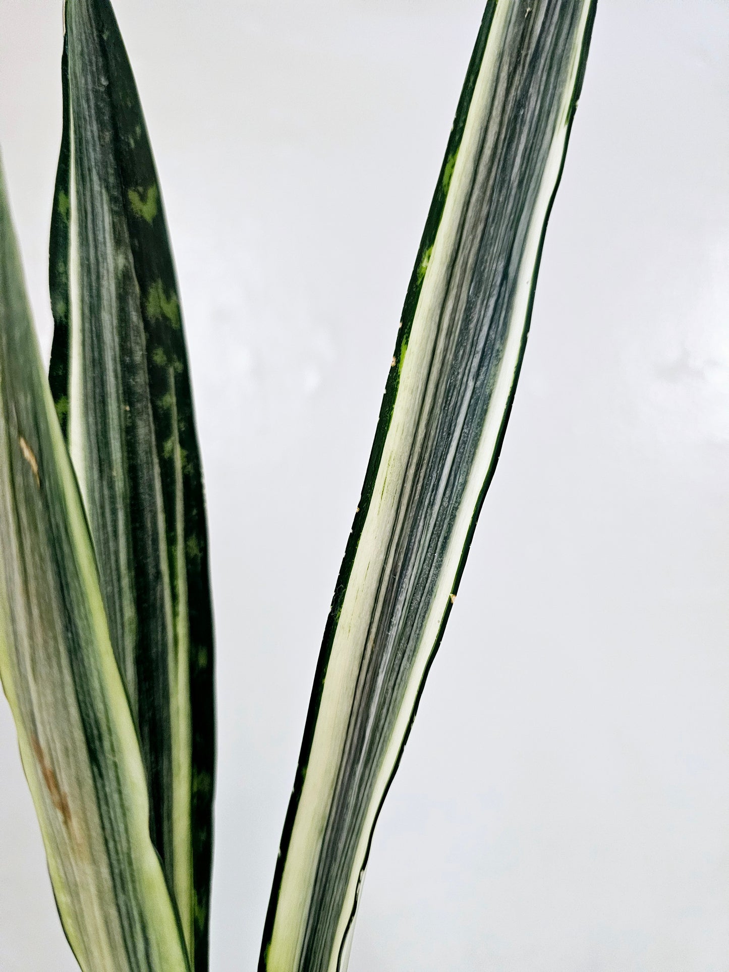 Sansevieria Bantel's Senstation 4"