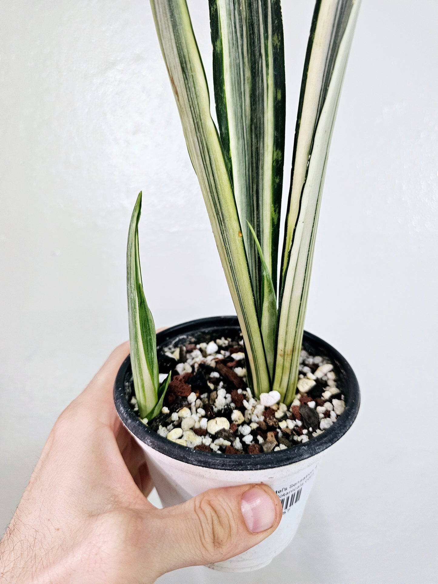 Sansevieria Bantel's Senstation 4"