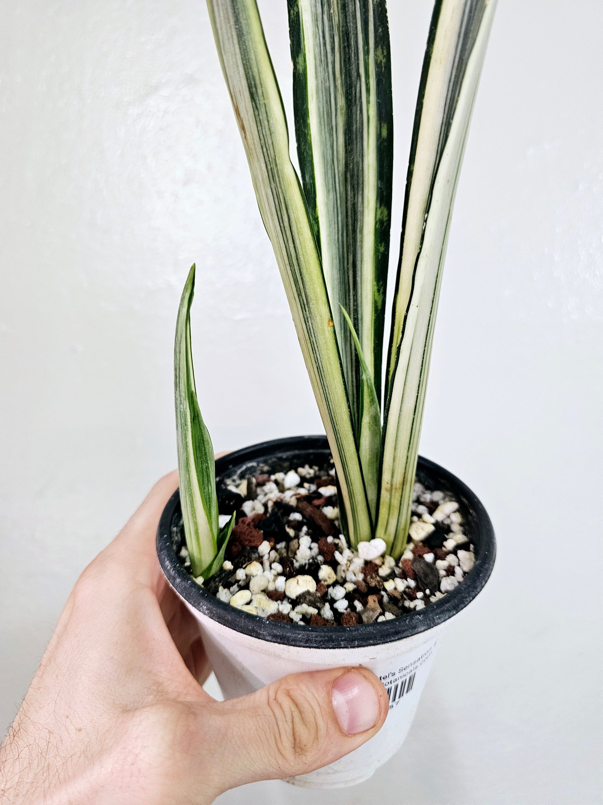 sansevieria bantel Sansevieria Bantel's Senstation 4" – Quartz Botanicals