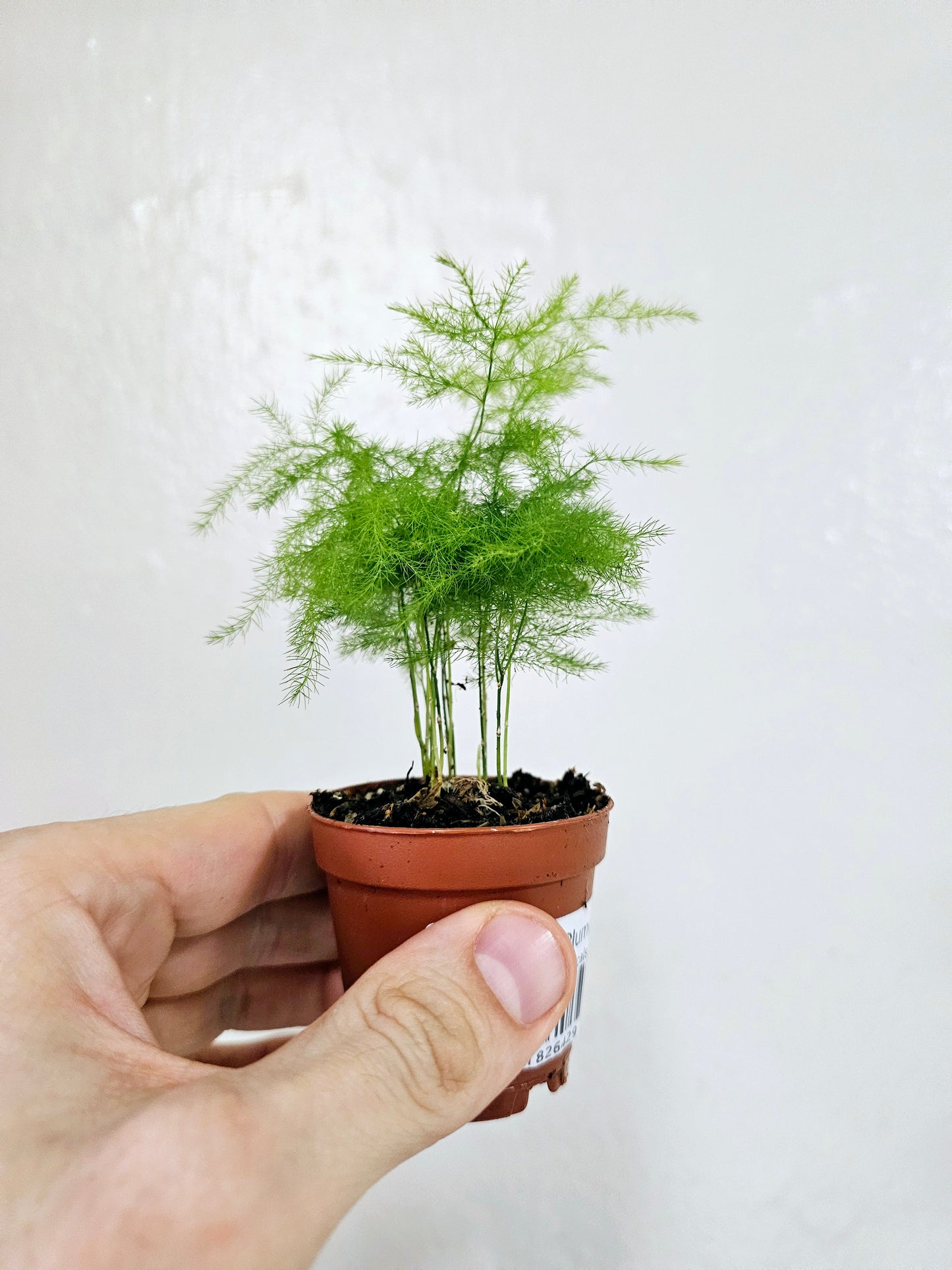 Asparagus Plumosa 2"