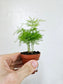 Asparagus plumosa "Plumosa Fern" 2"