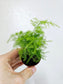 Asparagus plumosa "Plumosa Fern" 2"