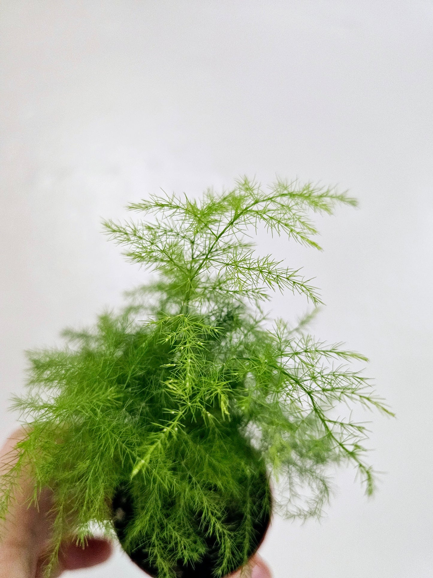 Asparagus Plumosa 2"