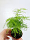 Asparagus plumosa "Plumosa Fern" 2"