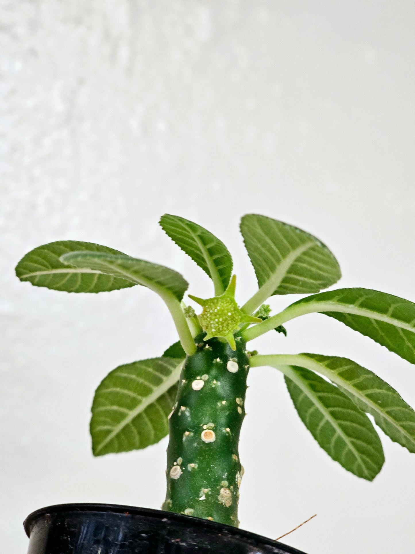 Dorstenia Foetida ssp. 2.5"