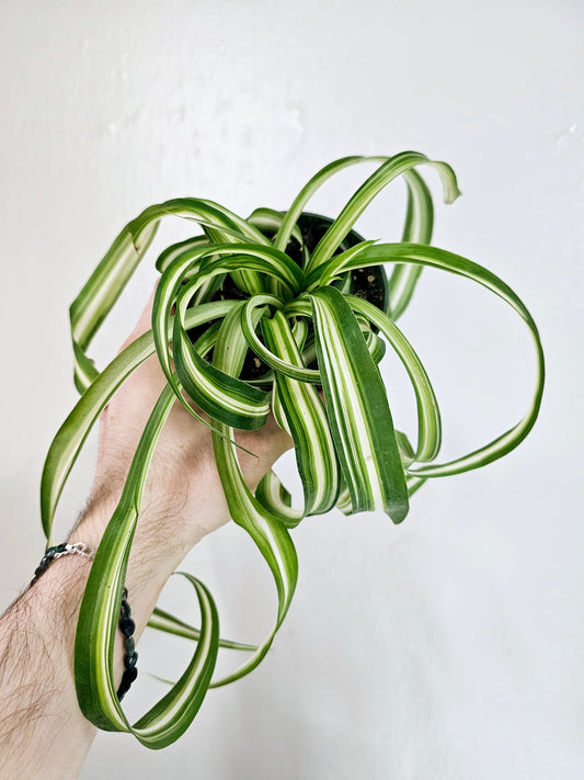 Curly Variegated Bonnie Spider Plant 4"