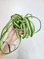 Curly Variegated Bonnie Spider Plant 4"
