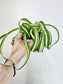 Curly Variegated Bonnie Spider Plant 4"