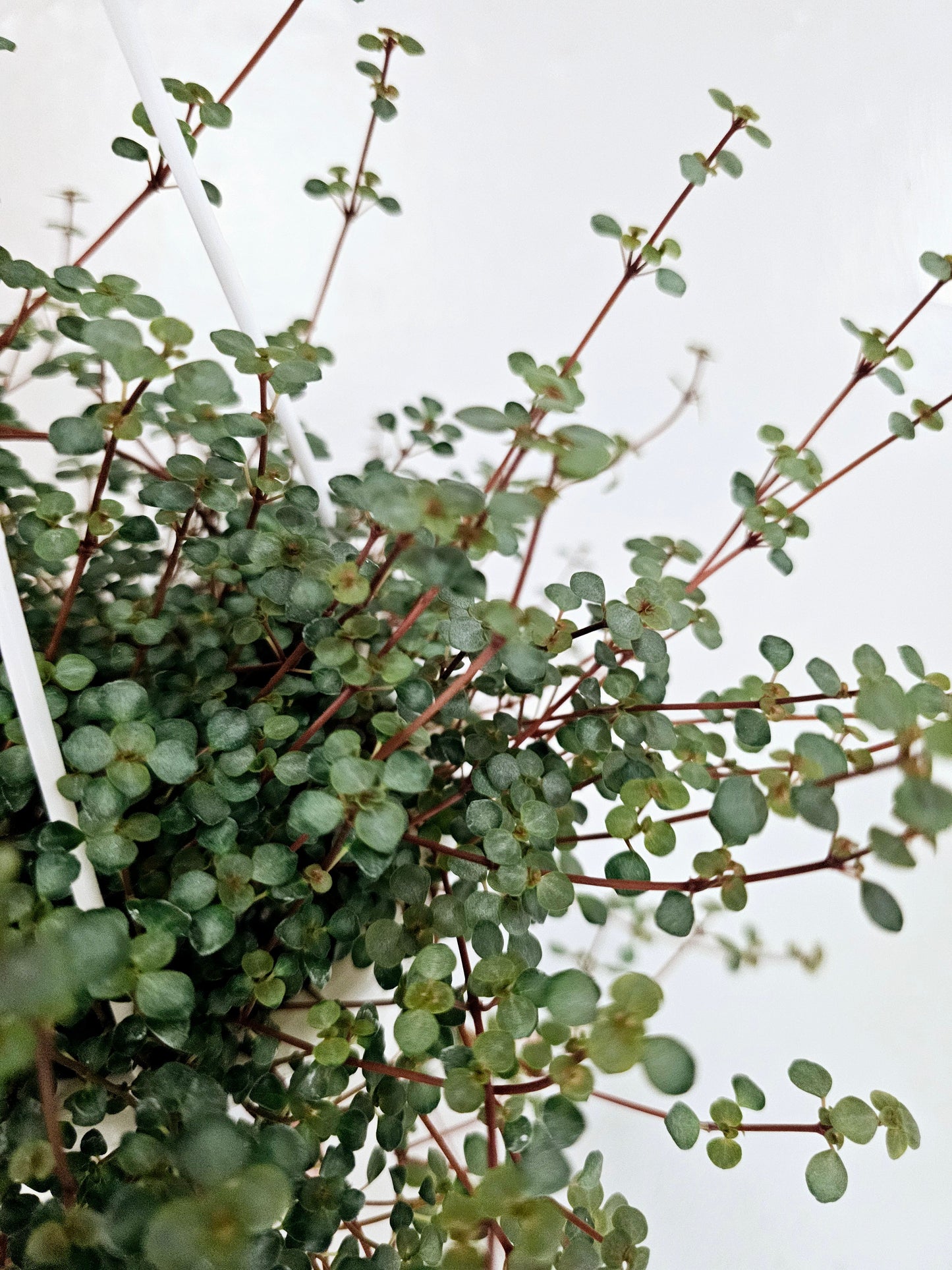 Pilea Glauca Aquamarine 4.5" HB