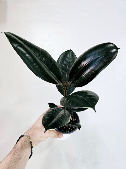 Ficus Elastica Burgundy 4"