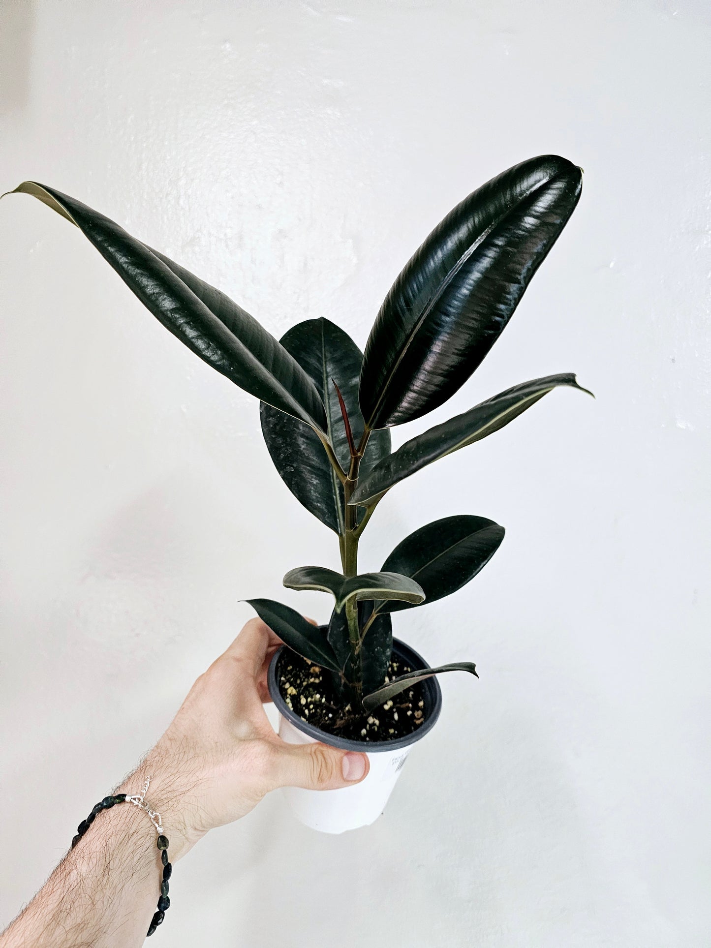 Ficus Elastica Burgundy 4"