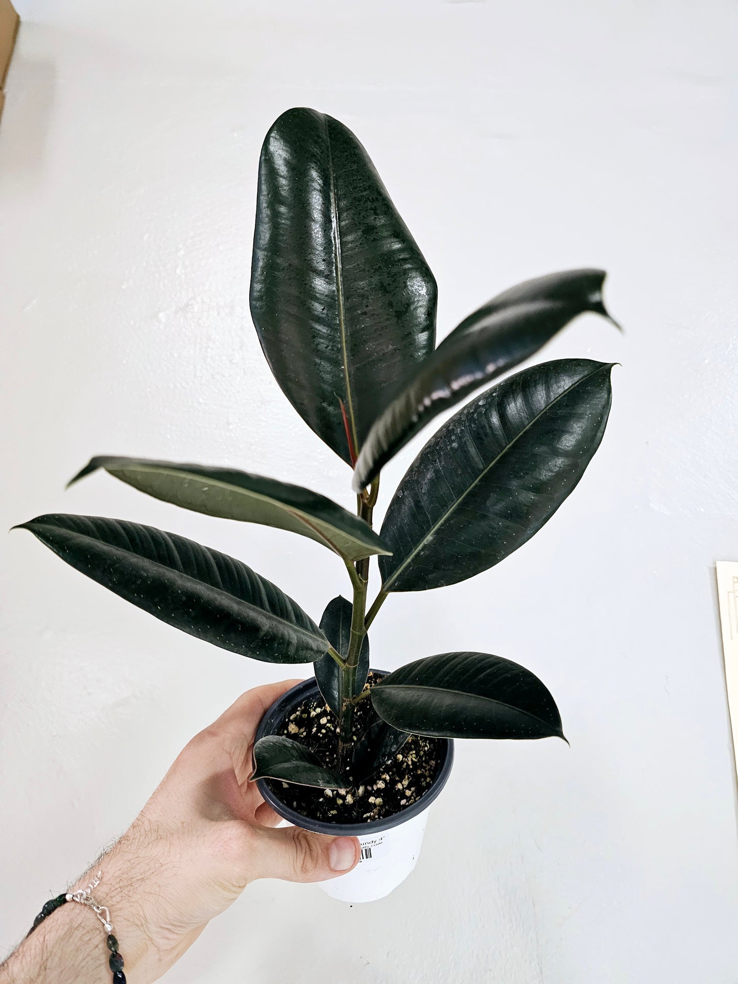 Ficus Elastica Burgundy 4"