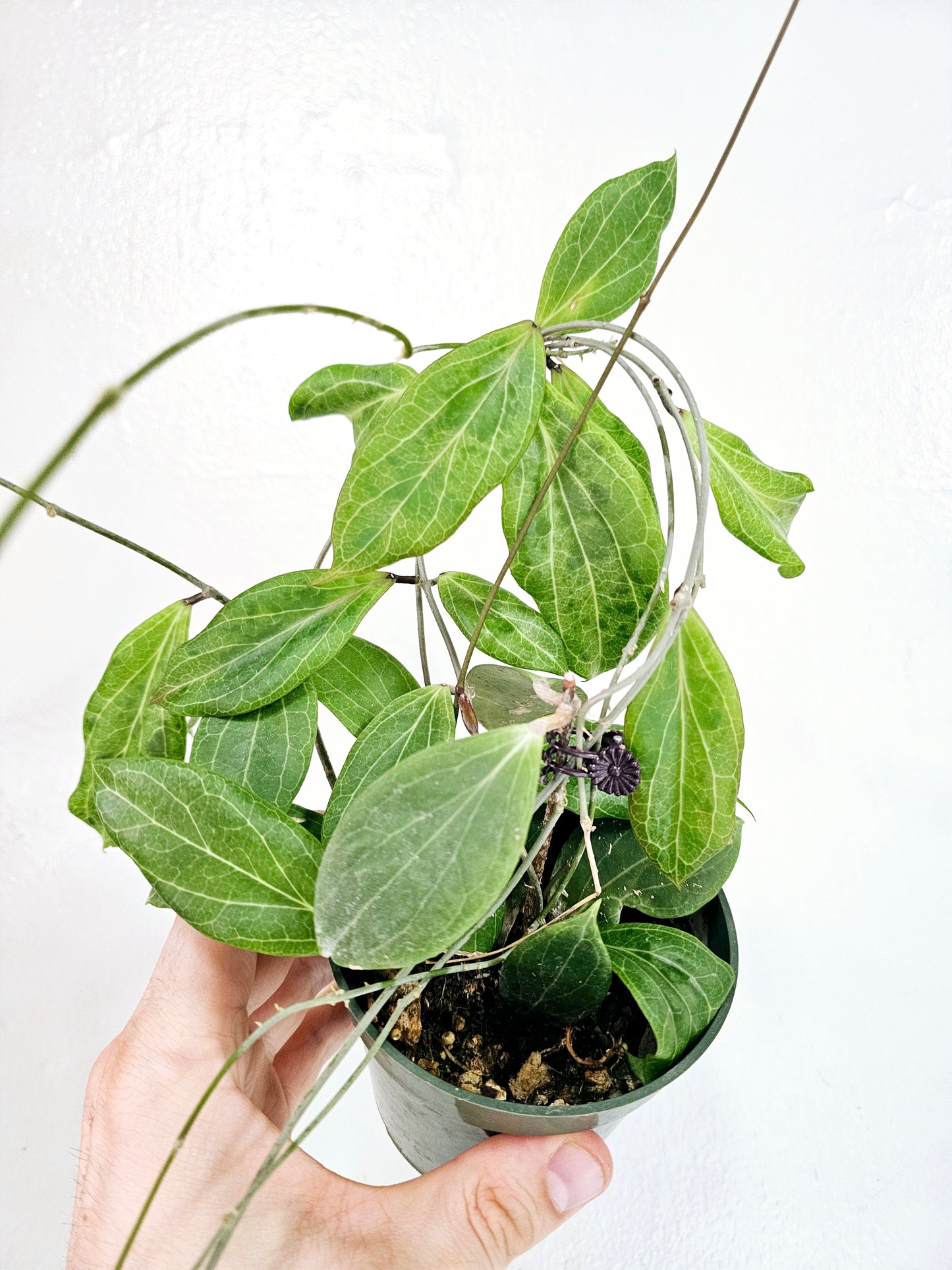 Hoya Camphorifolia 4"