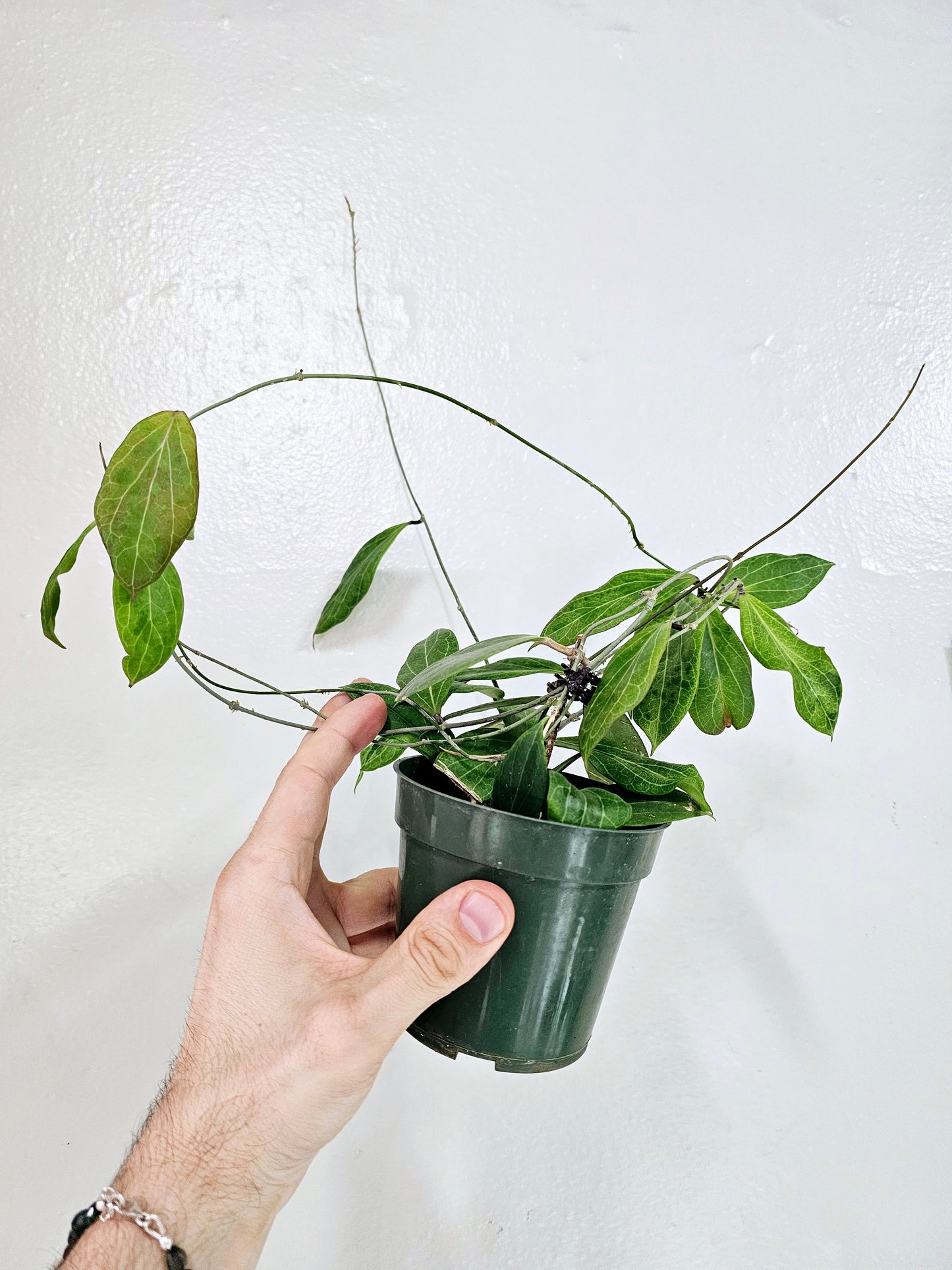 Hoya Camphorifolia 4"