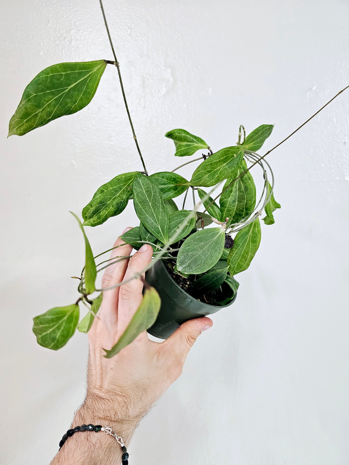 Hoya Camphorifolia 4"