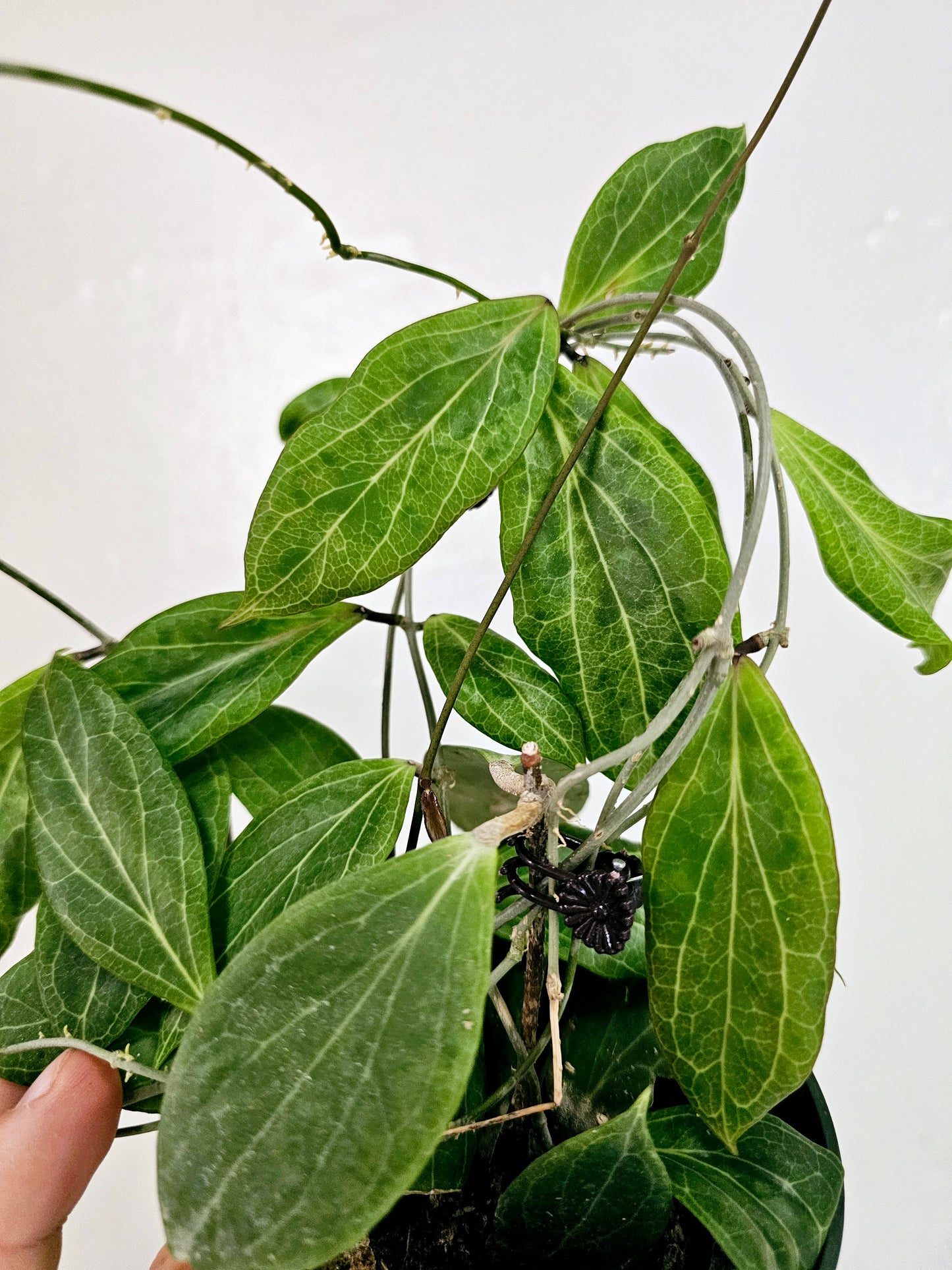 Hoya Camphorifolia 4"