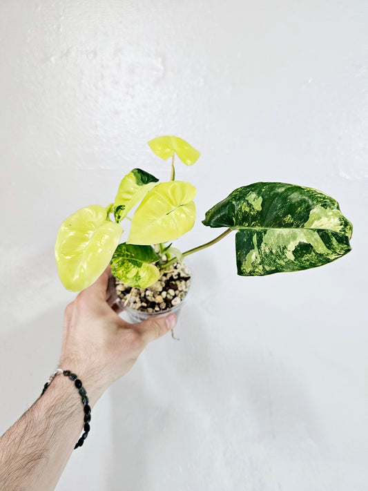 Philodendron Burle Marx Variegated 4"