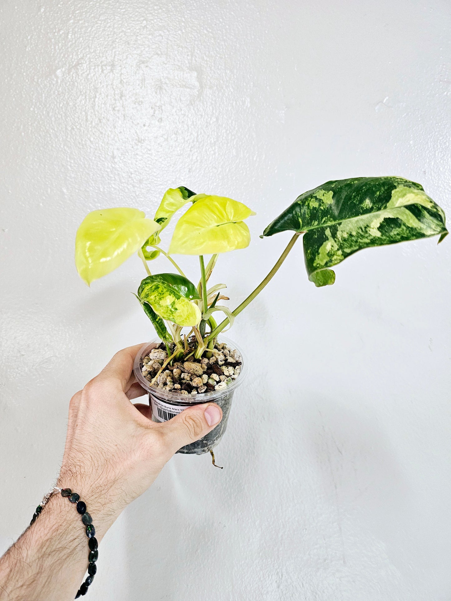 Philodendron Burle Marx Variegated 4"