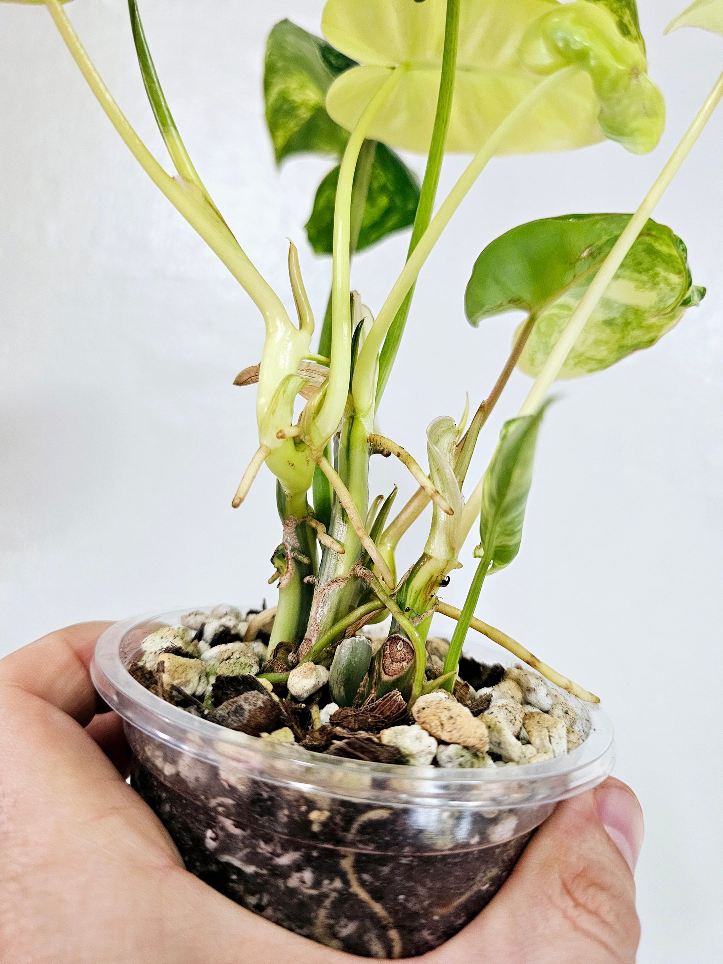 Philodendron Burle Marx Variegated 4"